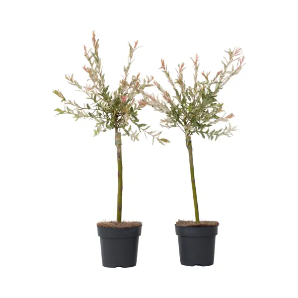 Plant In A Box - Salix Integra Flamingo - Set Van 2 - Tuinplant - Bonte Wilg - Winterhard - Pot 17cm - Hoogte 60-80cm thumbnail