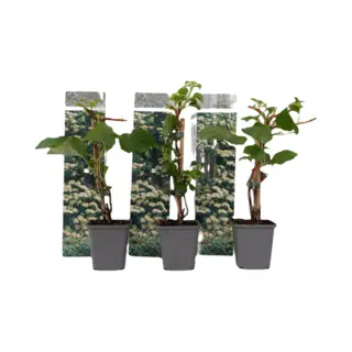 Plant In A Box - Set Van 3 Hydrangea 'Petiolaris’ - Klimhortensia - Pot 9cm - Hoogte 25-40cm