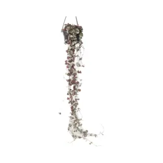 Plant In A Box - Ceropegia Woodii - Chinees Lantaarnplantje - Pot 14cm - Hoogte 20-30cm