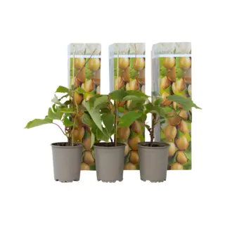 Plant In A Box - Kiwi Actinidia 'Jenny' - Set Van 3 - Kiwiplanten - Pot 9cm - Hoogte 20-40cm
