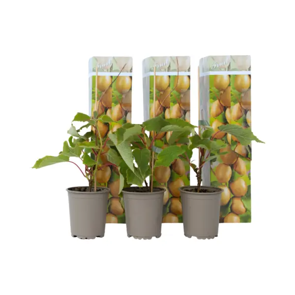 Plant In A Box - Kiwi Actinidia 'Jenny' - Set Van 3 - Kiwiplanten - Pot 9cm - Hoogte 20-40cm thumbnail