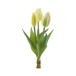 Nova Nature Holland Tulp Bundel Sally X3 25cm Creme