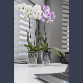 Serinova 3st Transparante Bloempotten - Voor Orchideeën Planten En Bloemen - 3L Met Wateropvang - Duurzaam Design – 70% Gerecycled