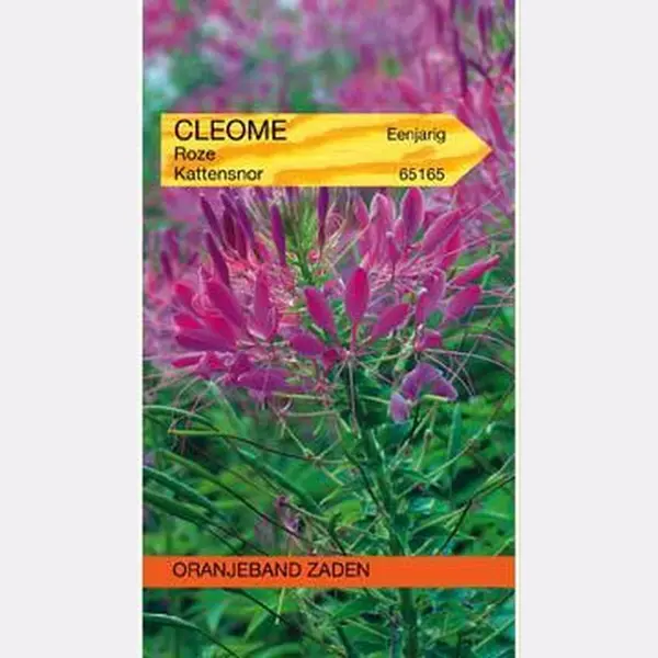 Oranjeband Zaden Cleome, Kattensnor Roze thumbnail