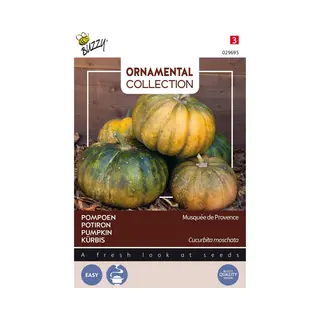 Buzzy Courgette Musque De Provence