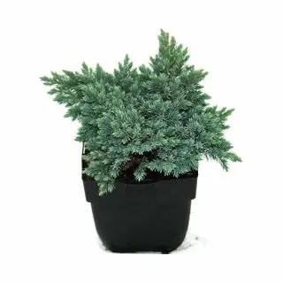 Plantenwinkel.nl Jeneverbes (Juniperus Squamata "Blue Star") Conifeer
