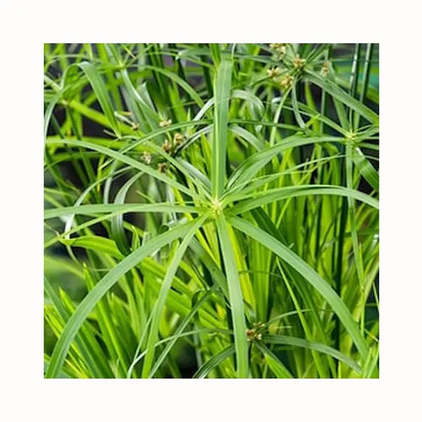 Moerings Cyperus Alternifolius | Papyrus Plant | In 18CM Mand Kant En Klaar thumbnail