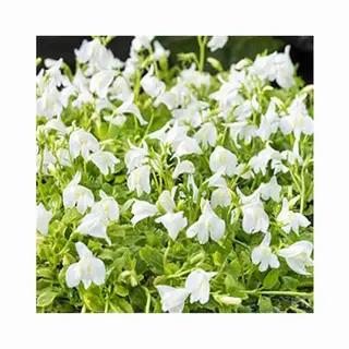 Moerings Mazus Reptans Wit | Mazus | In 18CM Mand Kant En Klaar