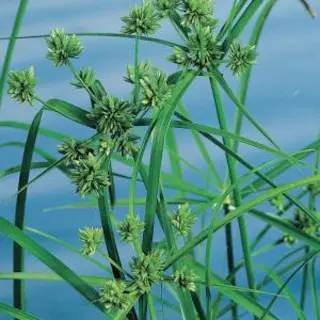 Moerings Cyperus Alternifolius | Papyrus Plant | In 9CM Pot
