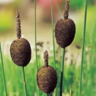 Moerings Typha Minima | Dwerglisdodde | In 9CM Pot