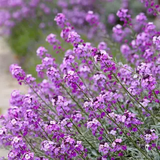 Qfb Gardening Erysimum 'Bowles Mauve' | 1 Stuk | Bijen- En Vlinderplant | Bijentuin | 11x11 Cm Kwekerspot | Paars