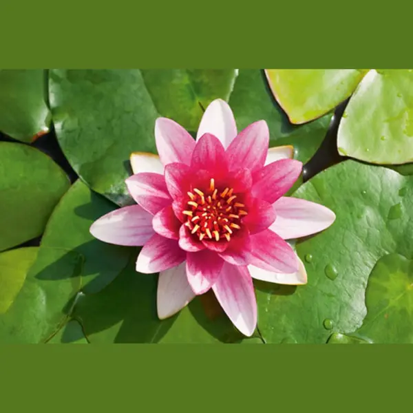 Moerings Nymphaea Attraction | Waterlelie | In 3L Mand thumbnail