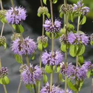 Moerings Mentha Pulegium| Dwergwatermunt | In 9CM Pot
