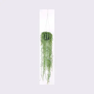 Emerald - Senecio Hangplant - 70 Cm - Groen