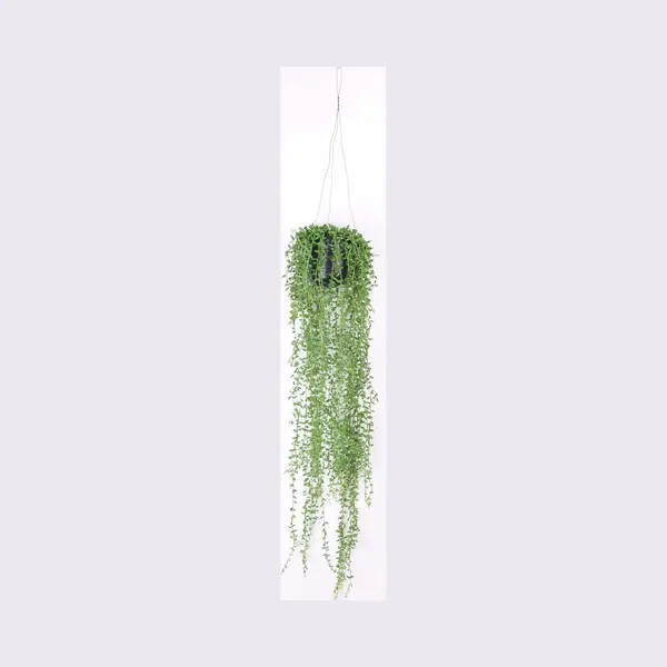 Emerald - Senecio Hangplant - 70 Cm - Groen thumbnail