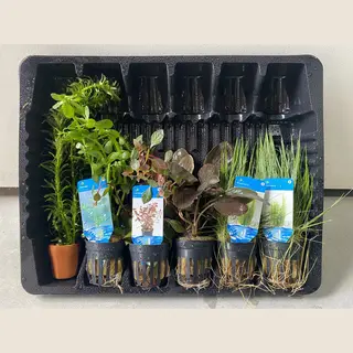 Levende Aquariumplanten Mix 2 - 6 Stuks - Moerings