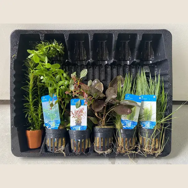 Levende Aquariumplanten Mix 2 - 6 Stuks - Moerings thumbnail