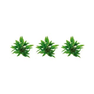 Aquaflora Levende Aquariumplant Cryptocoryne Wendtii Groen 5 Cm Pot Per 3 Stuks