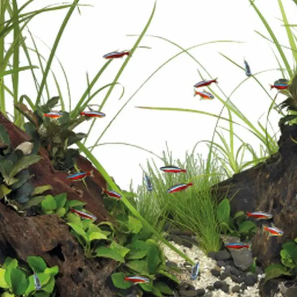 Superfish Quadro 70 Pro - Aquaria - Wit thumbnail