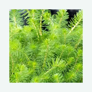 Moerings Myriophyllum Crispata | Vederkruid | In 11x11CM Mand