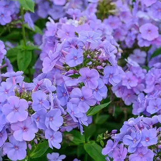 Qfb Gardening Phlox (P) 'Sweet Summer Ocean' | 1 Stuk | Bijen- En Vlinderplant | Bijentuin | Bloeiende Vaste Plant | Bloemenpracht In De Zomer | Geurende Plant |