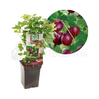 Fruithof Ribes Uva-cr. Captivator - Zoete Rode Kruisbes - Potmaat Ø18 Cm
