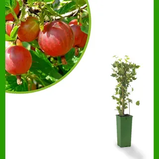 Fruithof Rode Kruisbes - Ribes Uva - Crispa Captivator - Doornloos