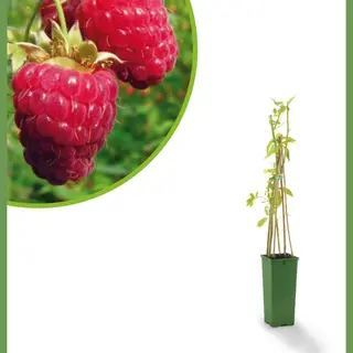 Fruithof Framboos Rubus Idaeus Glen Ample - Rode Zomerframboos