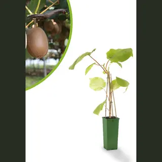 Fruithof Kiwiplant - Kiwi Actinidia Chinensis 'Jenny' - Fruitstruik - Zelfbestuivend - Kleinfruit - Ca. 60 Cm Hoog