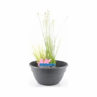 Moerings waterplanten Mini Vijver Kunststof Grijs - 2 Stuks