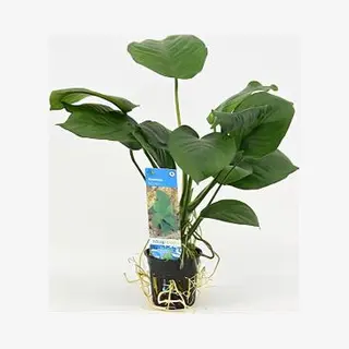 Moerings waterplanten Anubias Barteri - 6 Stuks - Aquarium Plant