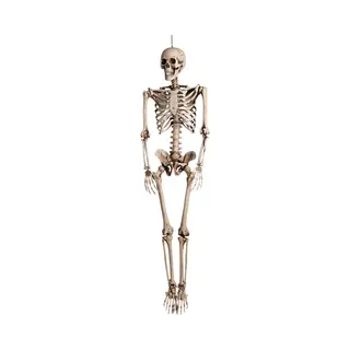 Boland Halloween Hangend Skelet - 160 Cm - Levensgroot - Halloween - Horror - Thema Versiering - Halloween Pop