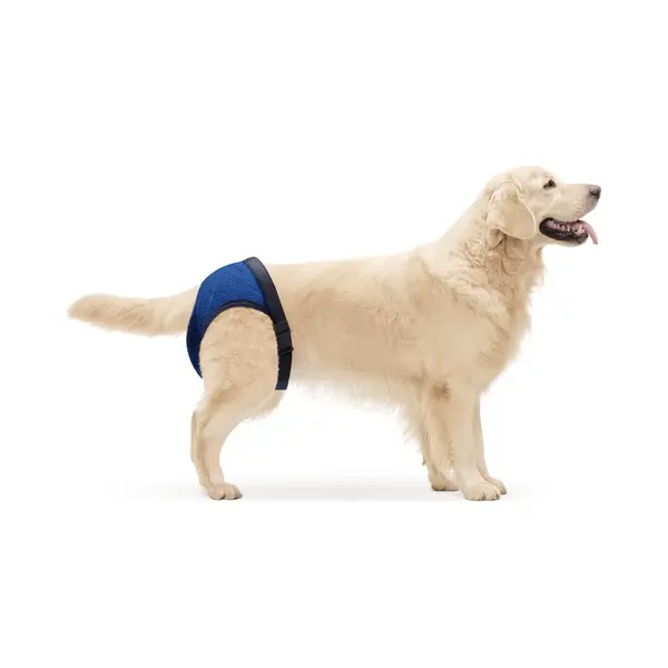 Nobleza Hondenbroekje - Loopsheidbroekje - Incontinentiebroekje Voor Hond - Xl thumbnail