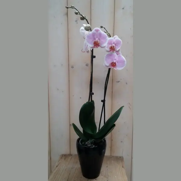 Warentuin Natuurlijk - Orchidee Phalaenopsis In Zwart Potje Waternt... thumbnail