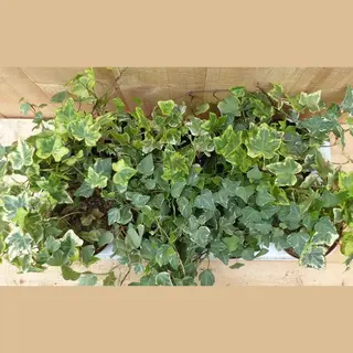 Warentuin Natuurlijk - Klimop Hedrea Kleur Bont 10 Potjes In Tray