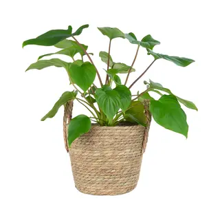 Quvio Plantenmand Met Handvaten / Bloempotten Voor Binnen / Bloempotten / Bloempotten Voor Buiten / Bloempot Buiten - 25 X 20 Cm (dxh)