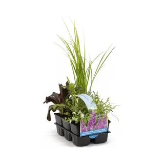 Moerings Geurende Vijverplanten Mix | In Thema Sixpack