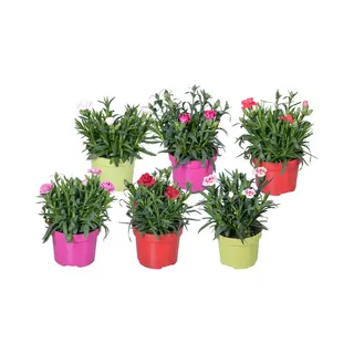 Bloomique - Mix Van 6 - Dianthus - Anjer - Kleurenmix - Tuinplanten - 15-20 Cm Hoog - Pot 10, 5 Cm