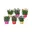 6x Dianthus Mix
