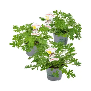 Bloomique - Set Van 3 - Pelargonium Graveolens - Citroengeranium - Anti-Muggen - Geurend - Tuinplanten - Hoogte 15-30 Cm - Pot 10, 5 Cm