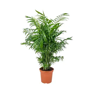 Bloomique - Chamaedorea Elegans - Mexicaanse Dwergpalm - Kamerplanten - Luchtzuiverend - Diervriendelijk - Gemakkelijk In Onderhoud - 50-60 Cm Hoog -