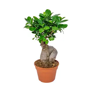 Bloomique - Ficus Ginseng - Bonsai - Kamerplanten - Luchtzuiverend - Gemakkelijk In Onderhoud - 30-40 Cm Hoog - Pot 17 Cm