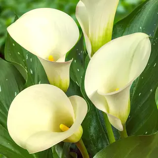 Dutch Bulbs Calla Lelie - Zantedeschia - White Passion - Bloembollen - 5 Stuks - Wit - Bloem Bollen - Leliebollen