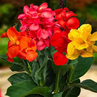 Dutch Bulbs Canna - Buitenplant - Reuzen Mix - Tuinplant - 5 Stuks - Meerkleurig - Tuin Plant Voor Buiten
