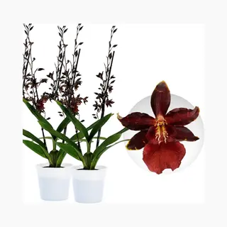 Dutch Bulbs Orchidee Plant - Densdrobium Black Cat - Kamerplant Voor Binnen - 2 Stuks - Zwart - Binnenplant