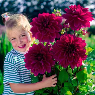 Dutch Bulbs Dahlia - Dinnerplate Paars - Bloembollen - 5 Stuks - Bloem Bollen - Knollen Voor In De Tuin