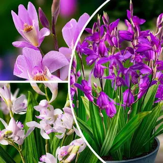 Dutch Bulbs Bletilla Striata - Aard Orchidee - Buitenplant - Tuinplant - 5 Stuks - Meerkleurig - Tuin Plant Voor Buiten - Winterhard