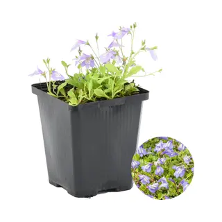 Bloomique - Mazus Reptans - Vijverplanten - Waterplanten - Winterhard - 10-20 Cm Hoog - Pot 9 Cm
