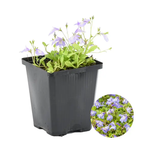 Bloomique - Mazus Reptans - Vijverplanten - Waterplanten - Winterhard - 10-20 Cm Hoog - Pot 9 Cm thumbnail
