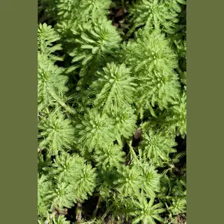 Bloomique - Set Van 2 - Myriophyllum Red Stem - Vederkruid - Vijverplanten - Waterplanten - Winterhard - 10-20 Cm Hoog - Pot 11 Cm